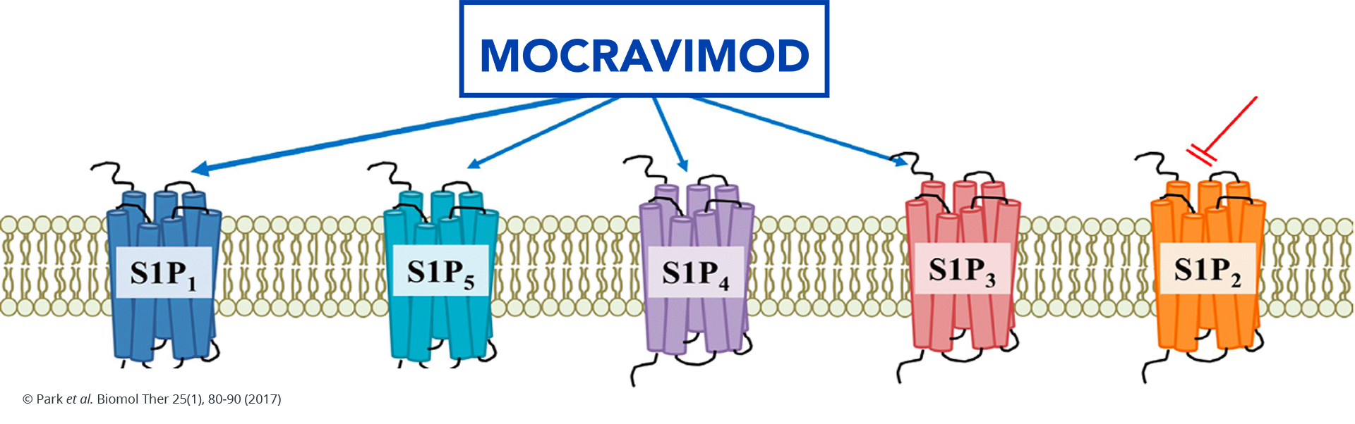 Mocravimod-2