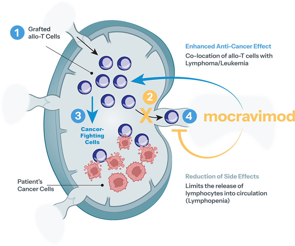 Lymph Nodes  & Bone Marrow